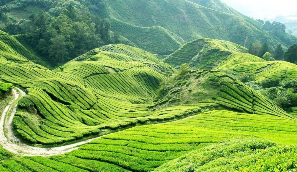 邵陽諸多農特產的發(fā)源地 關于家鄉(xiāng)的雪峰山你了解多少？